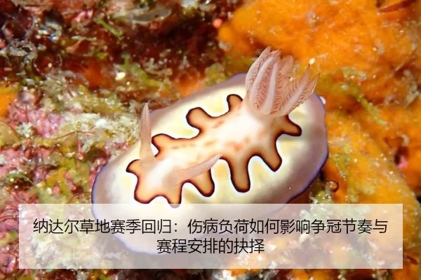 纳达尔草地赛季回归：伤病负荷如何影响争冠节奏与赛程安排的抉择